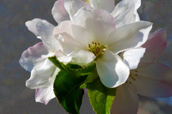 苹果花朵图片明亮的春天