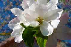 清晰的春天图片苹果花朵