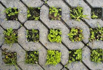 小植物通路砖