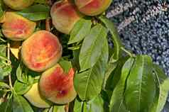 桃子树分支李属persica成熟的水果推荐背景扎维特