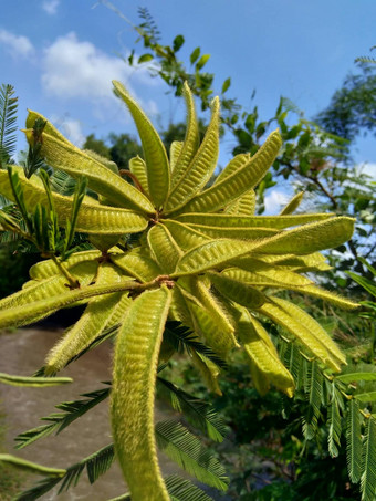 含羞草皮格拉自然背景含羞草皮格拉一般巨大的敏感的树皮格拉懒惰的慢物种属含羞草家庭蚕豆科