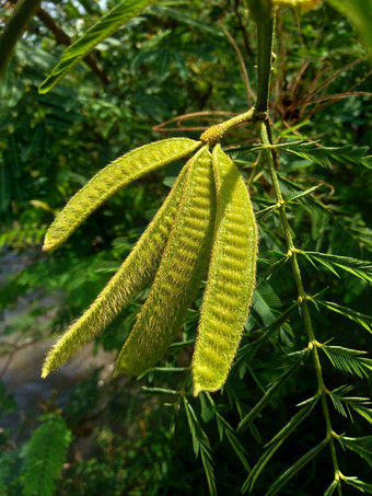 <strong>含</strong>羞草皮格拉自然背景<strong>含</strong>羞草皮格拉一般巨大的敏感的树皮格拉懒惰的慢物种属<strong>含</strong>羞草家庭蚕豆科