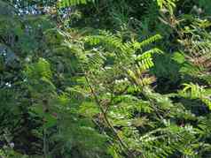 含羞草皮格拉自然背景含羞草皮格拉一般巨大的敏感的树皮格拉懒惰的慢物种属含羞草家庭蚕豆科