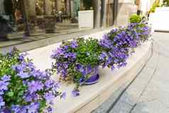 盆栽花紫罗兰色的风铃花街装饰植物花作文莫斯科俄罗斯