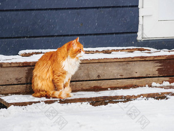 毛茸茸的姜猫坐着户外木玄关冬天背景流浪动物雪