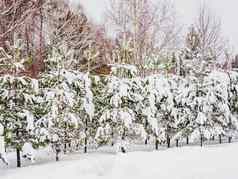 冬天自然背景绿色冷杉树雪农村景观
