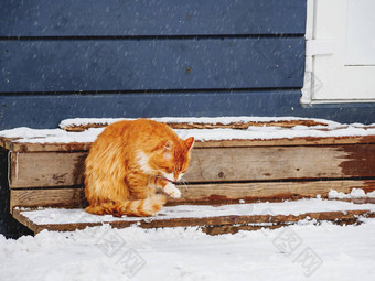 毛茸茸的姜猫舔户外木玄关冬天背景流浪动物雪