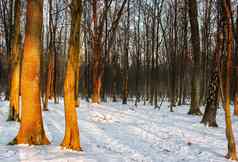冬天日落森林