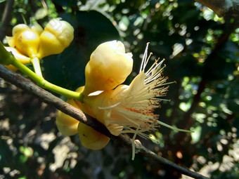 伊济吉铵水水玫瑰苹果水苹果贝尔水果花自然<strong>背景</strong>水果温和的略甜蜜的味道类似的苹果脆<strong>水纹</strong>理