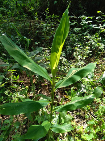 苦<strong>姜</strong>生<strong>姜</strong>泽伦贝特洗发水<strong>姜</strong>松果<strong>姜</strong>阵雨lempuyang物种植物<strong>姜</strong>家庭食物调味料开胃菜美食