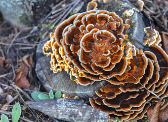 明亮的橙色蘑菇日益增长的树桩秋天公园