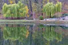 美丽的绿色哭泣柳树海岸池塘秋天公园