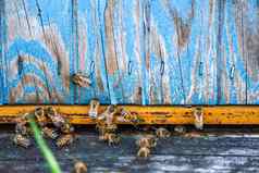 海尼比蜂蜜蜜蜂入口蜂巢生态蜂蜜