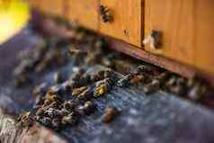 海尼比蜂蜜蜜蜂入口蜂巢生态蜂蜜