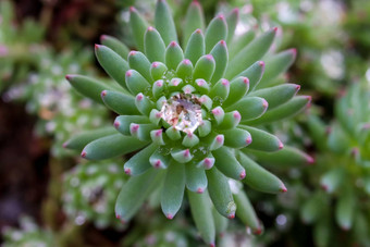 花植物露水中心前视图