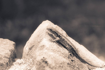 蜥蜴岩石特写镜头照片