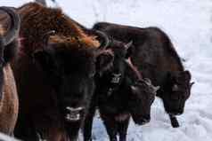 欧洲野牛野牛奖金家庭肖像户外冬天
