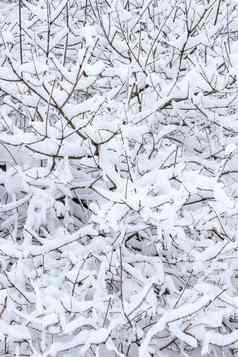 浓密的分支机构雪冬天雪森林背景