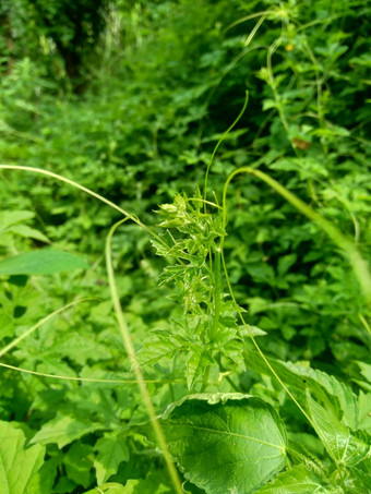 Momordicacharantia苦瓜苦苹果苦葫芦卡雷拉苦南瓜香脂梨似乎自然背景热带亚热带他来了家庭葫芦科