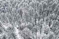 空中视图森林冬天降雪