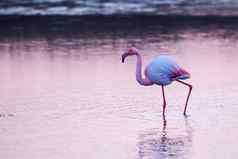 粉红色的火烈鸟走水早期早....