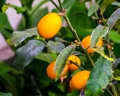 水果轴承金橘植物特写镜头热带植物specie中国亚洲