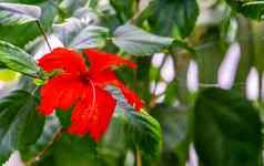 宏特写镜头充满活力的红色的中国人芙蓉花受欢迎的培养热带植物亚洲