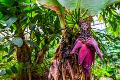 特写镜头群香蕉的大粉红色的花热带植物specie澳大利亚