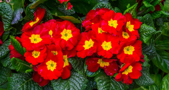 美丽的红色的黄色的<strong>报春</strong>花受欢迎的热带观赏植物specie美国