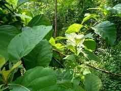 绿色柚木特克托纳长大的林恩缅甸柚木贾蒂那格浦尔柚木自然背景植物热带硬木树物种开花植物家庭唇形科