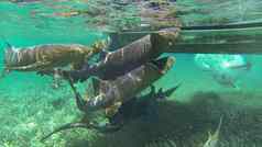 游泳鲨鱼护士鲨鱼伯利兹加勒比水下拍摄