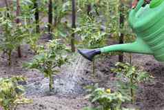 农民浇水番茄灌木