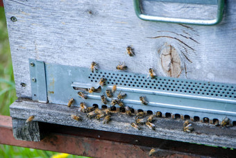 蜜蜂条目蜂巢