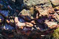 树干石化树多色的晶体矿物