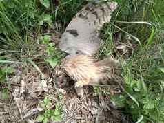 死猫头鹰发现死猫头鹰草