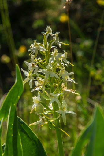 公园naturel区域的就d auvergne