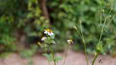 关闭蜂蜜蜜蜂授粉花蜜蜂集合花粉花