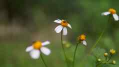 关闭蜂蜜蜜蜂授粉花蜜蜂集合花粉花