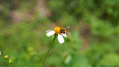 关闭蜂蜜蜜蜂授粉花蜜蜂集合花粉花