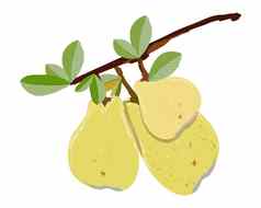 成熟的梨分支孤立的白色背景向量插图