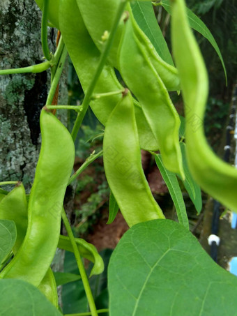 扁豆紫芩博纳维斯特(2008年)白簡單扁豆豆自然背景扁豆紫芩物种豆家庭蚕豆科