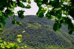 绿色山山谷葡萄园普罗酒地区