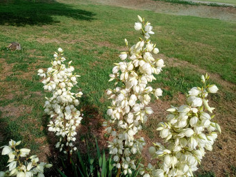 白色丝兰花草坪上