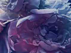 紫色的牡丹花摘要花背景假期品牌