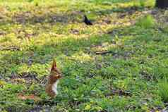 橙色松鼠啃食阳光明媚的草地城市公园