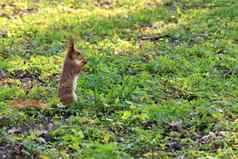 橙色松鼠啃食阳光明媚的草地城市公园