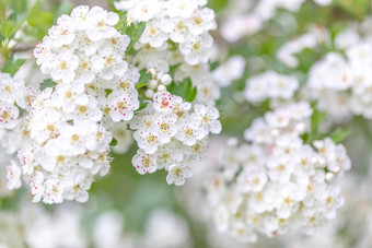 米德兰山楂白色开花树
