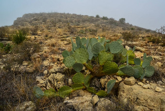 <strong>仙人掌</strong>属<strong>仙人掌沙漠植物</strong>山景观