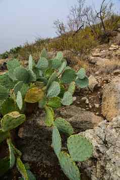 仙人掌属仙人掌沙漠植物山景观