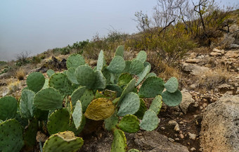 <strong>仙人掌</strong>属<strong>仙人掌沙漠植物</strong>山景观